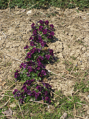 pansy mulched